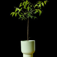 Neem Tree Plant