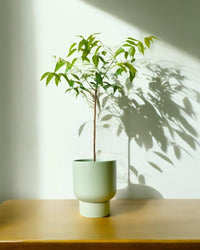 Neem Tree - Potted plant - POTT - NEEM - GRW - 3585 - Tumbleweed Plants - Online Plant Delivery Singapore