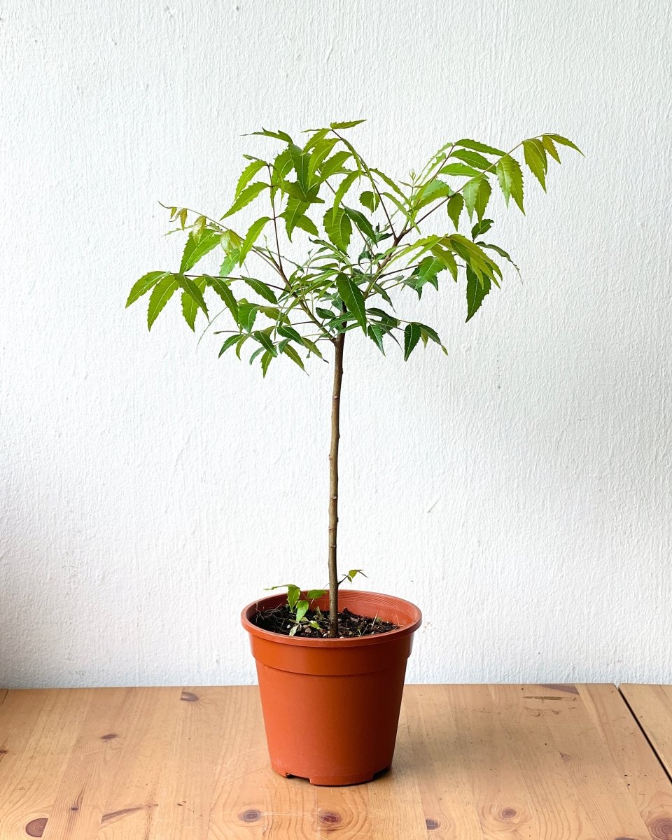 Neem Tree - grow pot - Potted plant - Tumbleweed Plants - Online Plant Delivery Singapore