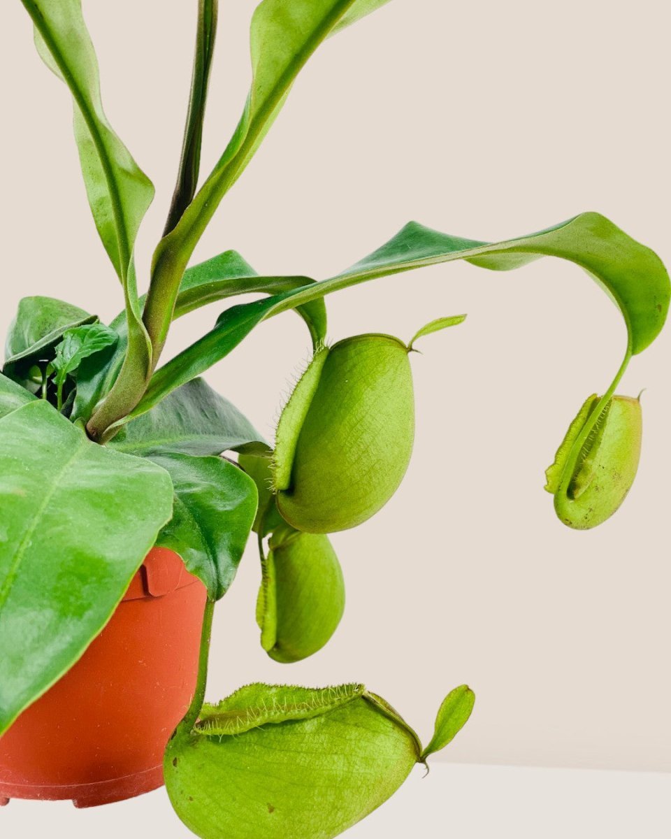 Nepenthes Pitcher Plant (30cm) - grow pot - Potted plant - Tumbleweed Plants - Online Plant Delivery Singapore