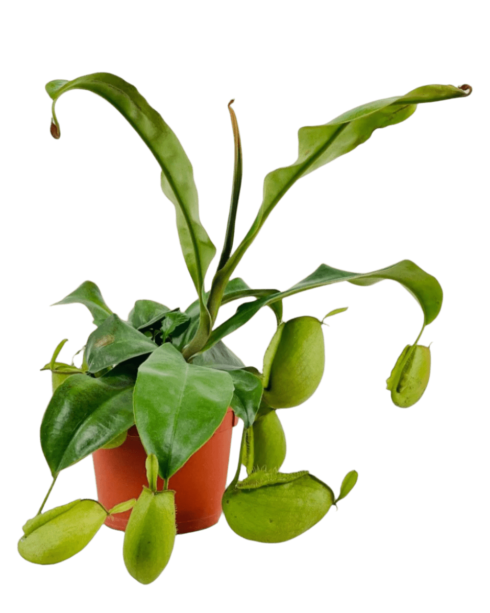 Nepenthes Pitcher Plant (30cm) - grow pot - Potted plant - Tumbleweed Plants - Online Plant Delivery Singapore