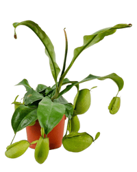 Nepenthes Pitcher Plant (30cm) - grow pot - Potted plant - Tumbleweed Plants - Online Plant Delivery Singapore