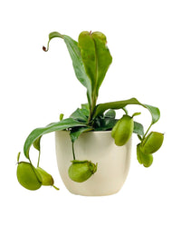 Nepenthes Pitcher Plant (30cm) - grow pot - Potted plant - Tumbleweed Plants - Online Plant Delivery Singapore