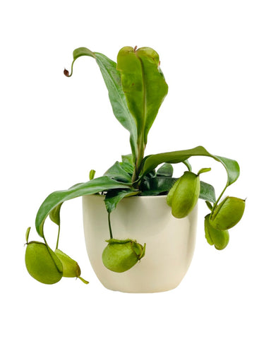 Nepenthes Pitcher Plant (30cm)