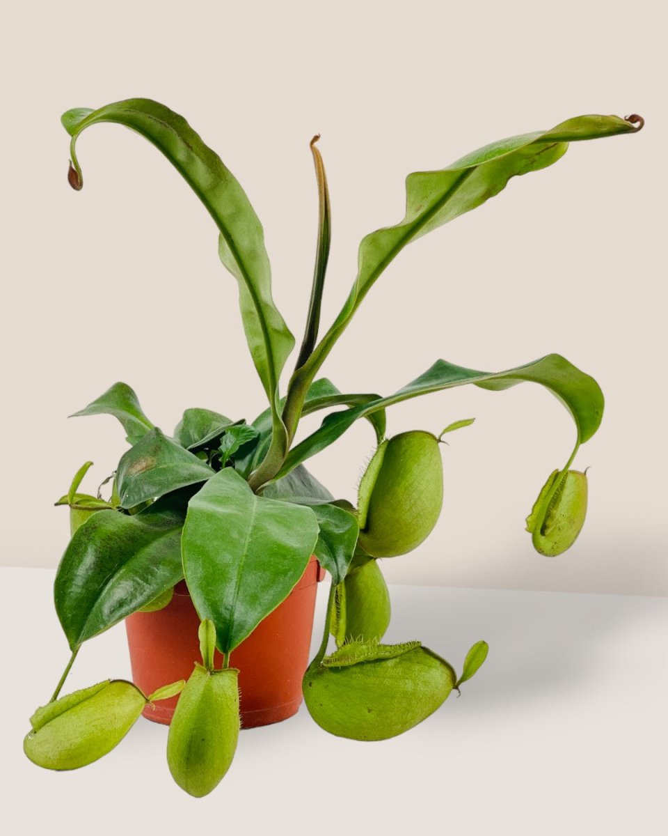 Nepenthes Pitcher Plant (30cm) - grow pot - Potted plant - Tumbleweed Plants - Online Plant Delivery Singapore