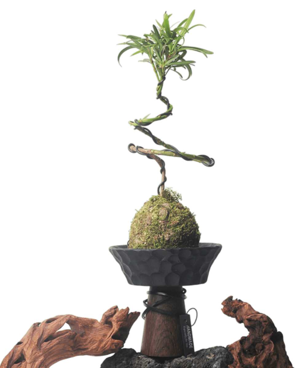 Nest Planter - Planter - 5983441419220 - Tumbleweed Plants - Online Plant Delivery Singapore