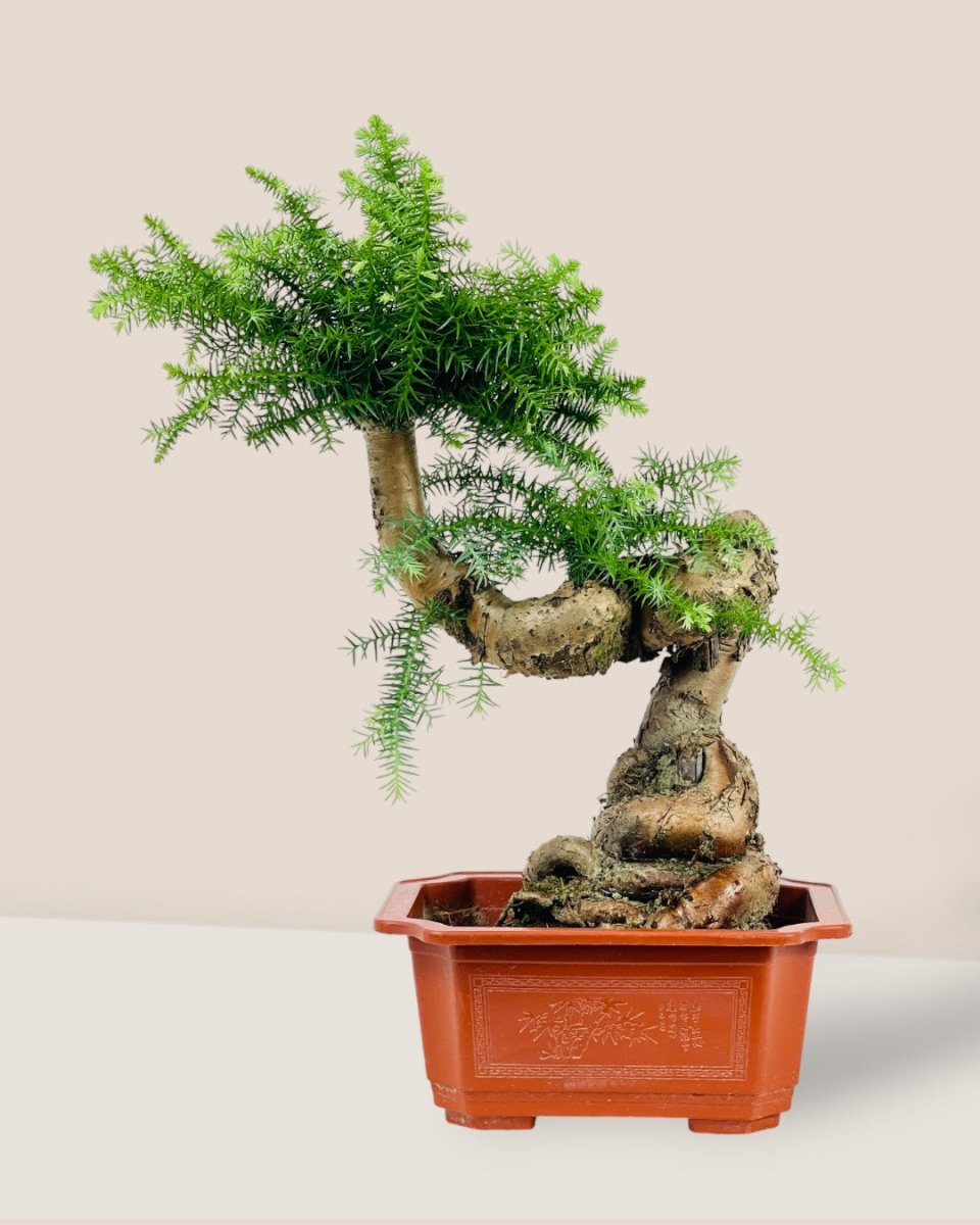 Norfolk Pine Bonsai - grow pot - Potted plant - Tumbleweed Plants - Online Plant Delivery Singapore