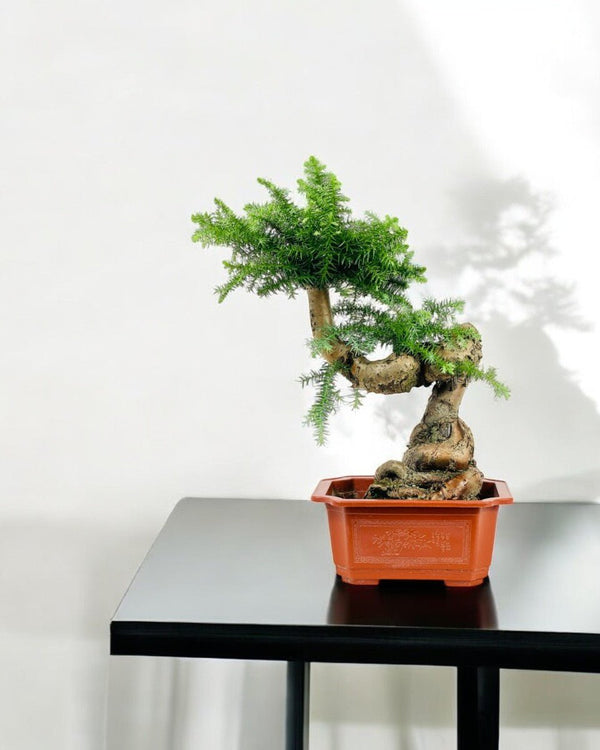 Norfolk Pine Bonsai - Potted plant - POTT - NORF - GRW - 6340 - Tumbleweed Plants - Online Plant Delivery Singapore