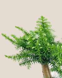 Norfolk Pine Bonsai - grow pot - Potted plant - Tumbleweed Plants - Online Plant Delivery Singapore