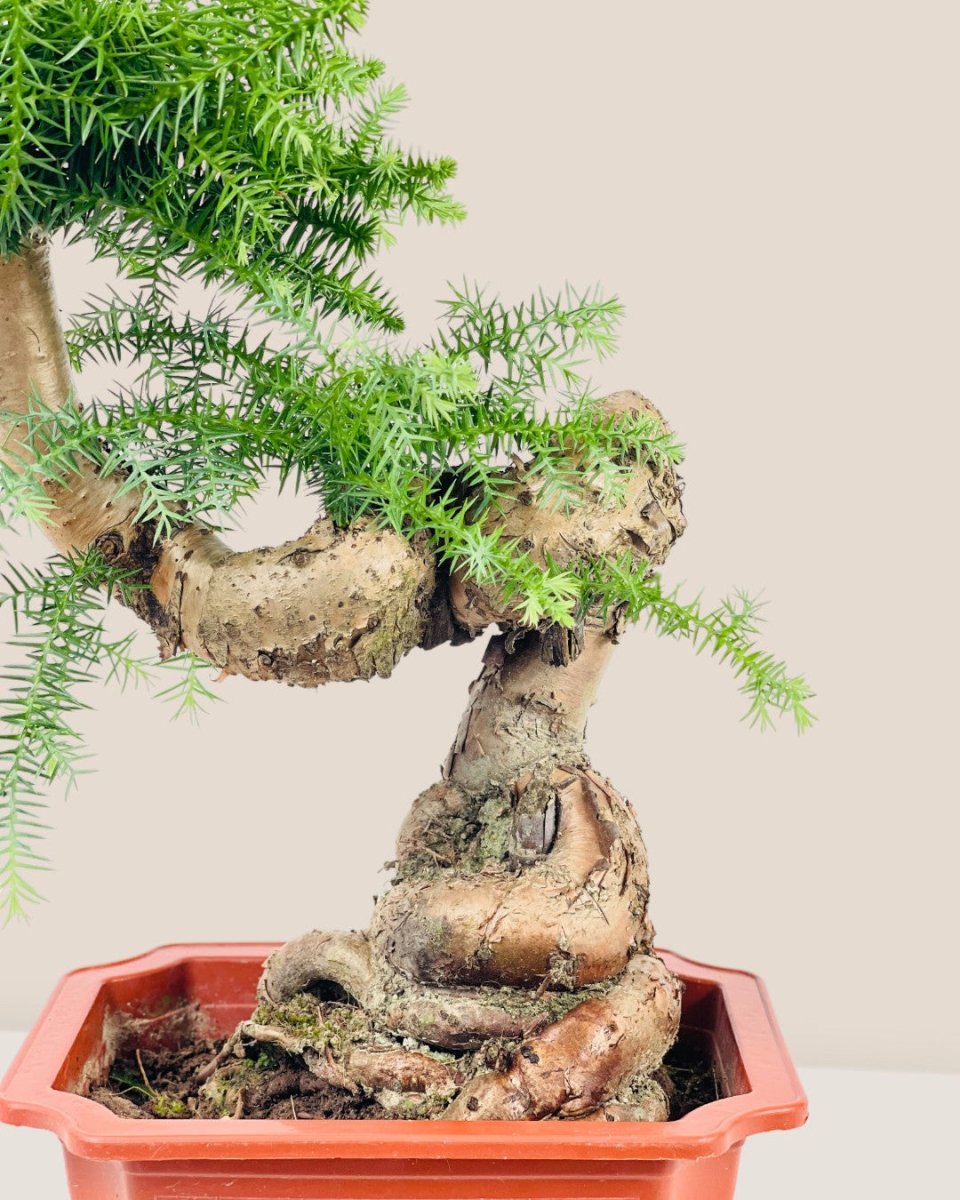 Norfolk Pine Bonsai - grow pot - Potted plant - Tumbleweed Plants - Online Plant Delivery Singapore