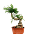 Norfolk Pine Bonsai - Potted plant - POTT - NORF - GRW - 6340 - Tumbleweed Plants - Online Plant Delivery Singapore