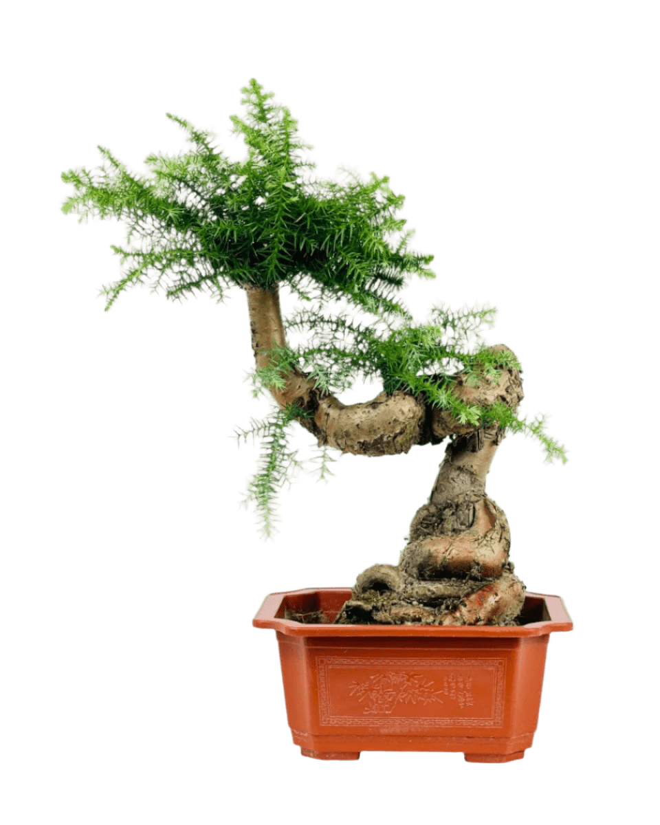 Norfolk Pine Bonsai - Potted plant - POTT - NORF - GRW - 6340 - Tumbleweed Plants - Online Plant Delivery Singapore