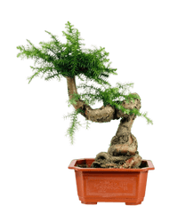 Norfolk Pine Bonsai - Potted plant - POTT - NORF - GRW - 6340 - Tumbleweed Plants - Online Plant Delivery Singapore