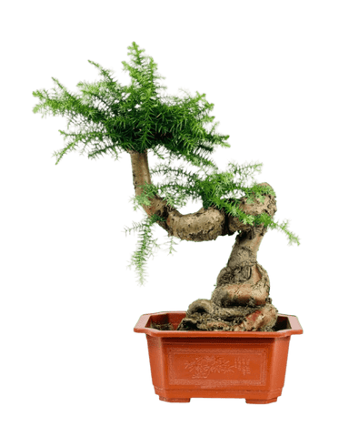 Norfolk Pine Bonsai