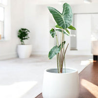 Nova Planter Large