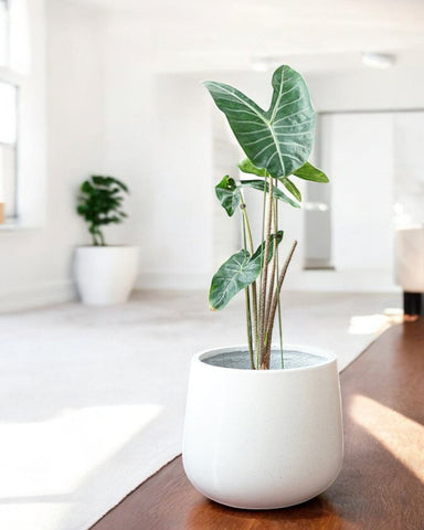 Nova Planter Large - cream