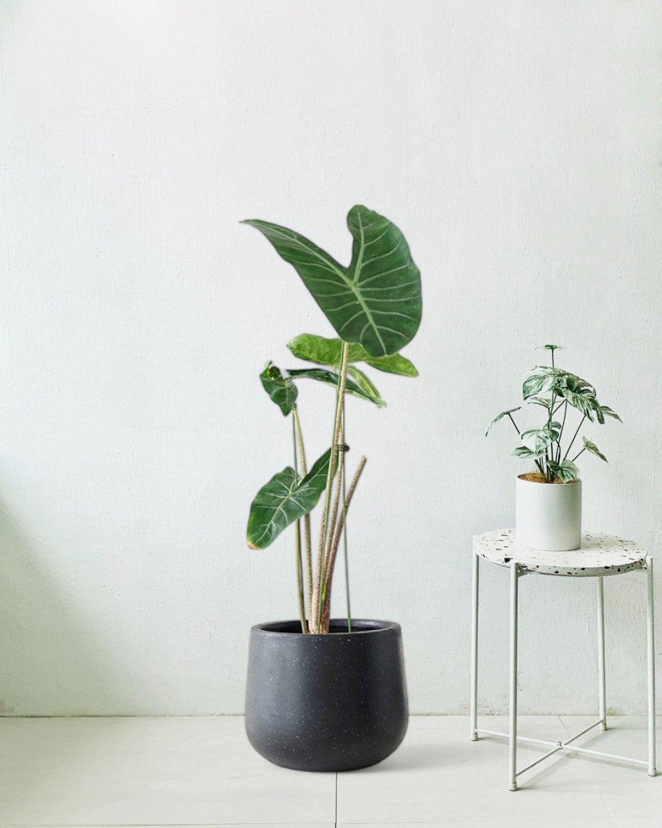 indoor plants in pots delivered Nova Planter Pot