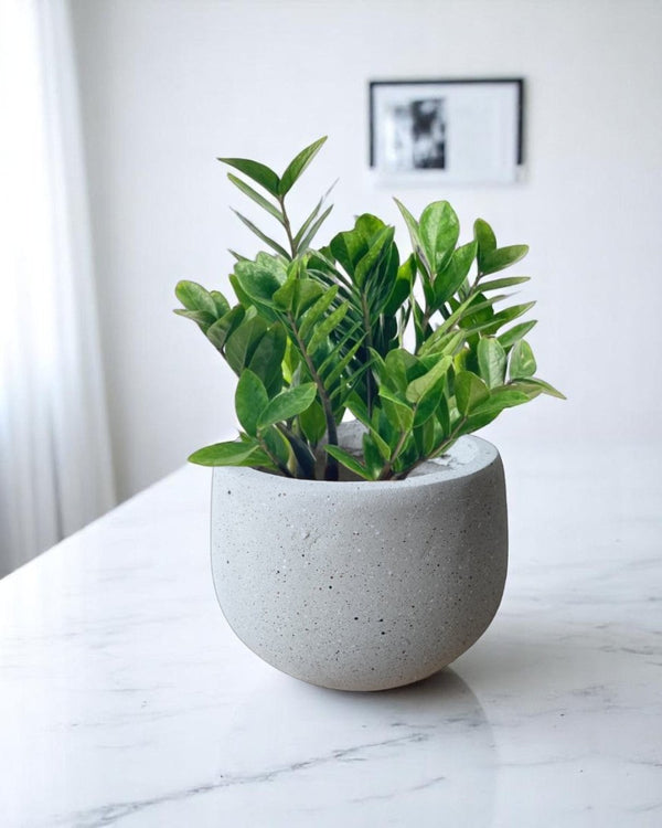 Nova Planter Medium - Pots - 4754535109639 - Tumbleweed Plants - Online Plant Delivery Singapore