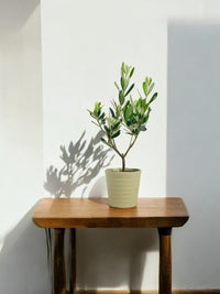 Olive Plant (0.3m) - Japan - grow pot - Potted plant - Tumbleweed Plants - Online Plant Delivery Singapore