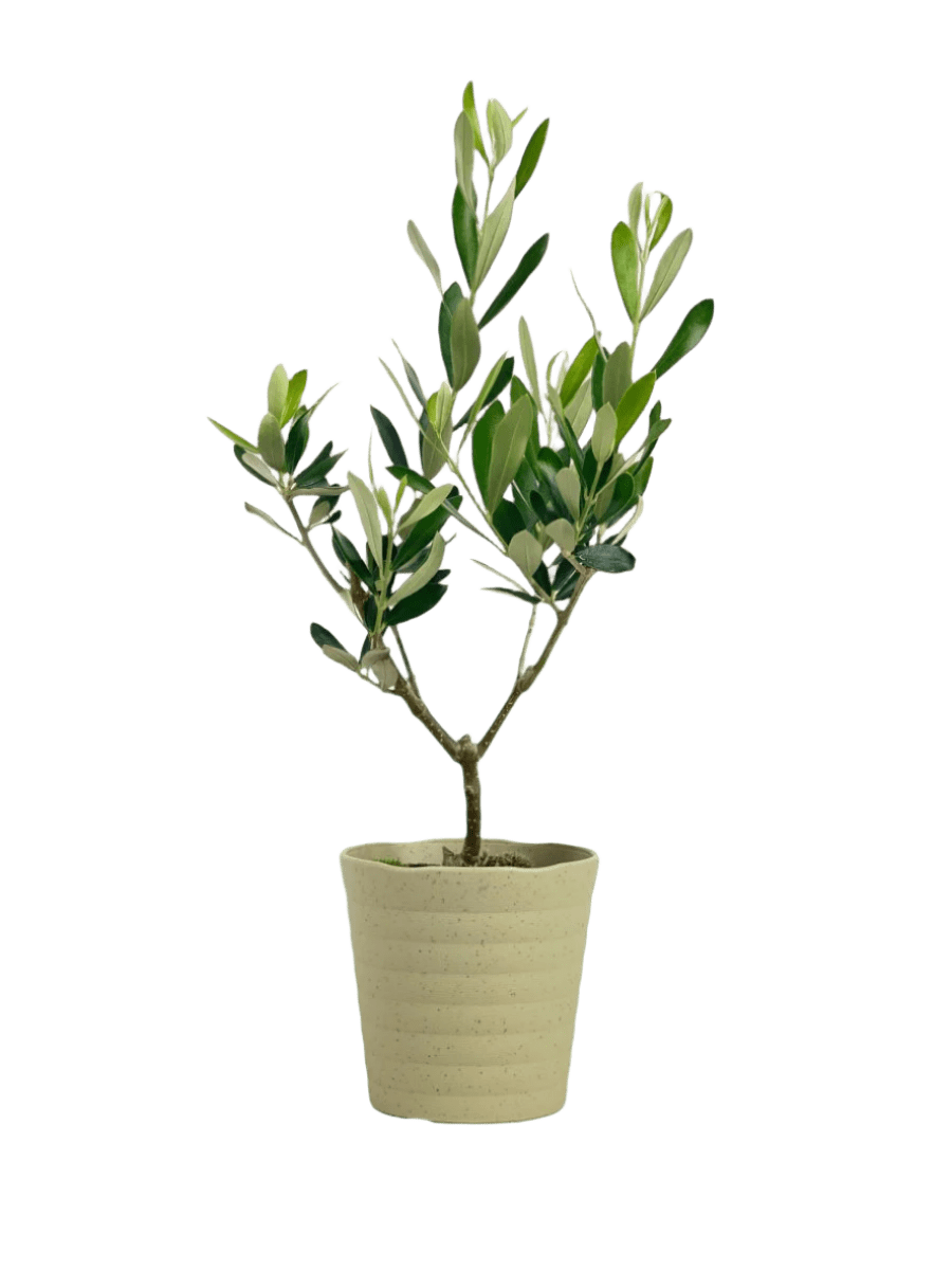 Olive Plant (0.3m) - Japan - grow pot - Potted plant - Tumbleweed Plants - Online Plant Delivery Singapore