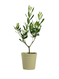 Olive Plant (0.3m) - Japan - grow pot - Potted plant - Tumbleweed Plants - Online Plant Delivery Singapore