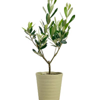 Olive Plant (0.3m) - Japan