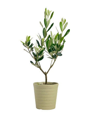 Olive Plant (0.3m) - Japan