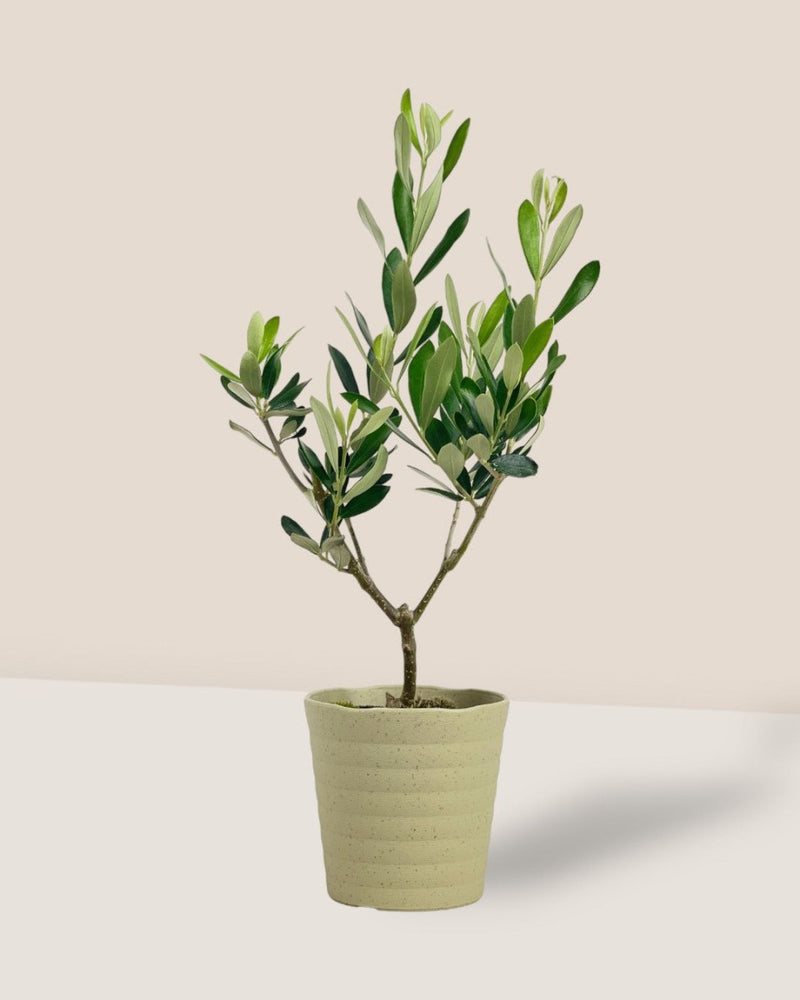 Olive Plant - Japan - grow pot - Potted plant - Tumbleweed Plants - Online Plant Delivery Singapore
