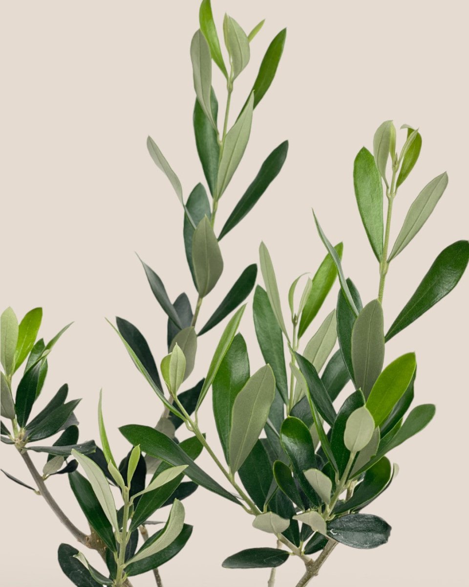 Olive Plant - Japan - grow pot - Potted plant - Tumbleweed Plants - Online Plant Delivery Singapore