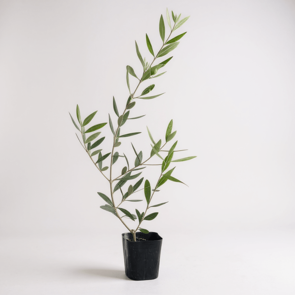 Grow Pot