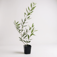 Olive Plant Kodomo - Japan - Potted plant - POTT - OLIV - GRW - 5711 - Tumbleweed Plants - Online Plant Delivery Singapore
