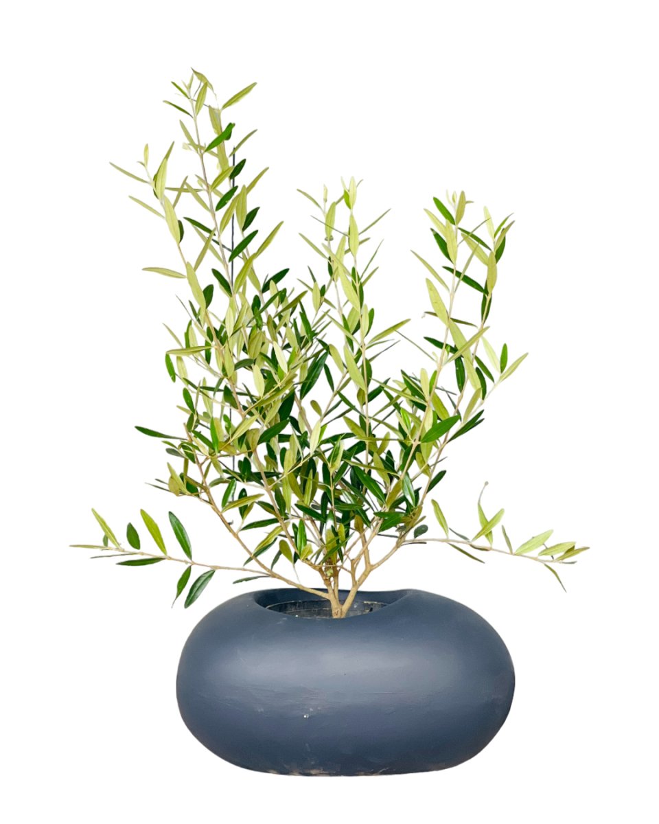 Olive Tree (Hinakaze) - grow pot - Potted plant - Tumbleweed Plants - Online Plant Delivery Singapore