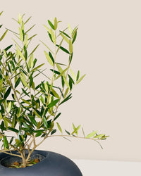 Olive Tree (Hinakaze) - grow pot - Potted plant - Tumbleweed Plants - Online Plant Delivery Singapore