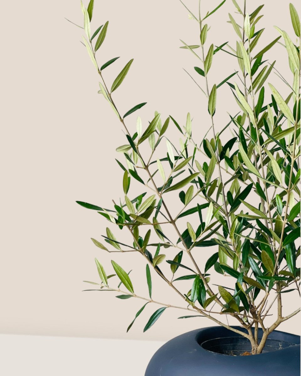 Olive Tree (Hinakaze) - grow pot - Potted plant - Tumbleweed Plants - Online Plant Delivery Singapore