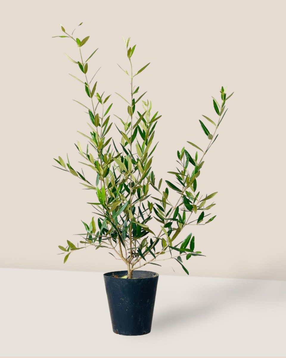 Olive Tree (Hinakaze) - grow pot - Potted plant - Tumbleweed Plants - Online Plant Delivery Singapore