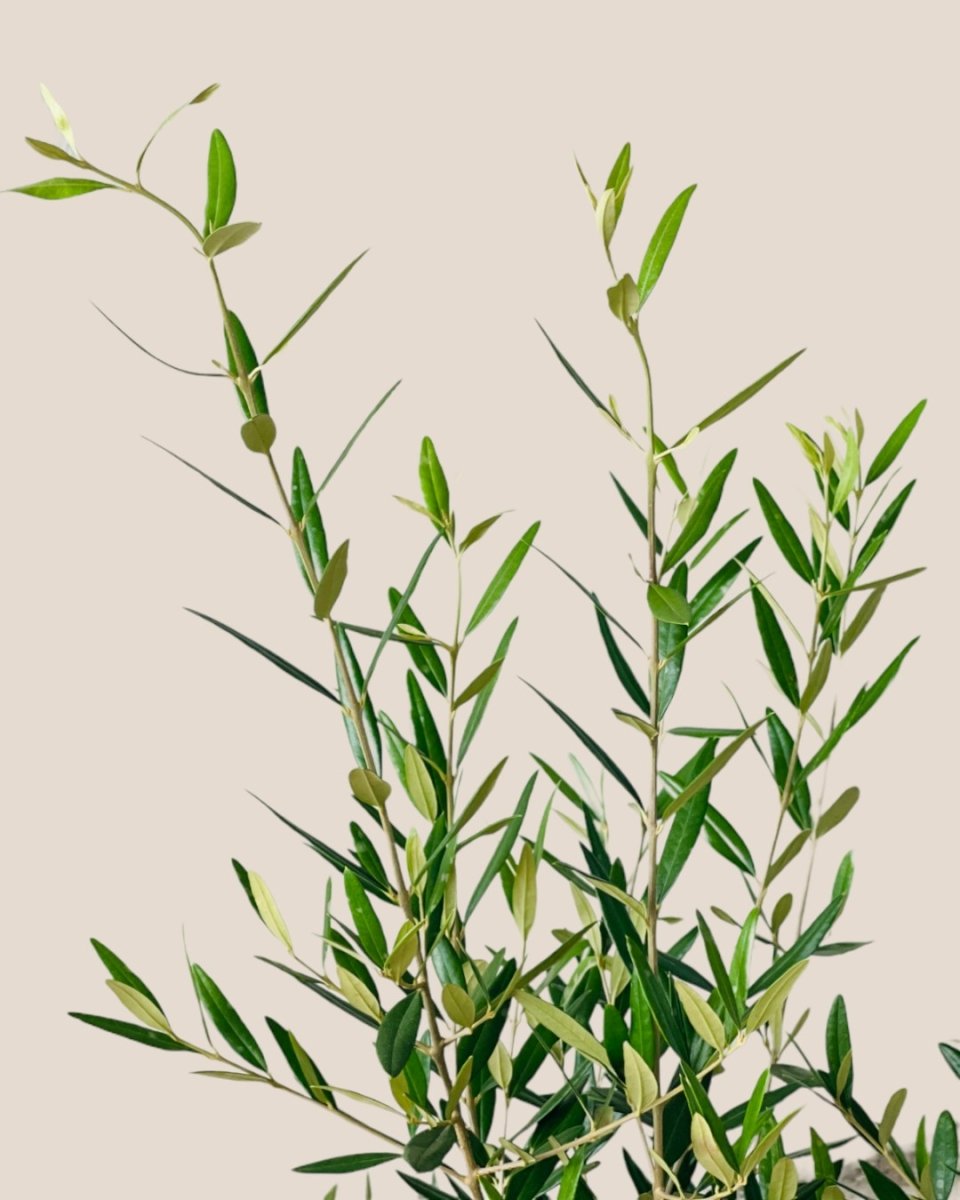 Olive Tree (Hinakaze) - grow pot - Potted plant - Tumbleweed Plants - Online Plant Delivery Singapore