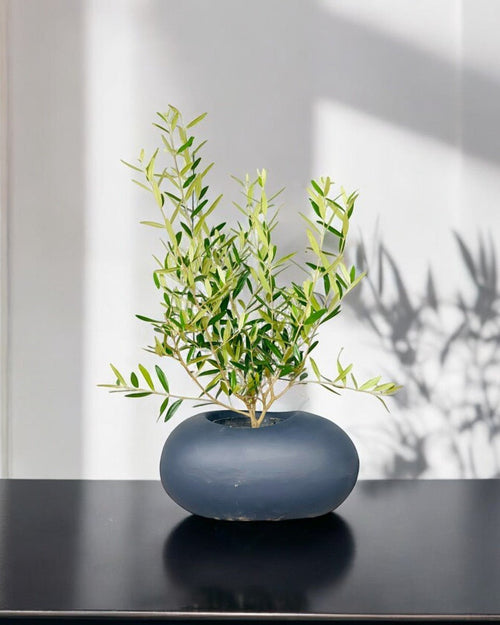 Olive Tree (Hinakaze) - Potted plant - POTT - OLIV - GRW - 6357 - Tumbleweed Plants - Online Plant Delivery Singapore