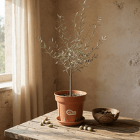 Olive Tree - Japan (0.5m) - Potted plant - JUST - OLIV - GRW - 2233 - Tumbleweed Plants - Online Plant Delivery Singapore