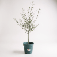 Olive Tree - Japan (0.5m) - Potted plant - JUST - OLIV - GRW - 2233 - Tumbleweed Plants - Online Plant Delivery Singapore