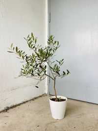 Olive Tree - Japan (0.7m)