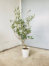 Olive Tree - Japan (0.7m)