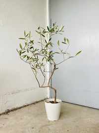 Olive Tree - Japan (0.7m)