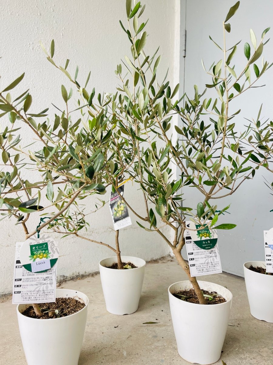 Olive Tree - Japan (0.6m) - grow pot - Potted plant - Tumbleweed Plants - Online Plant Delivery Singapore