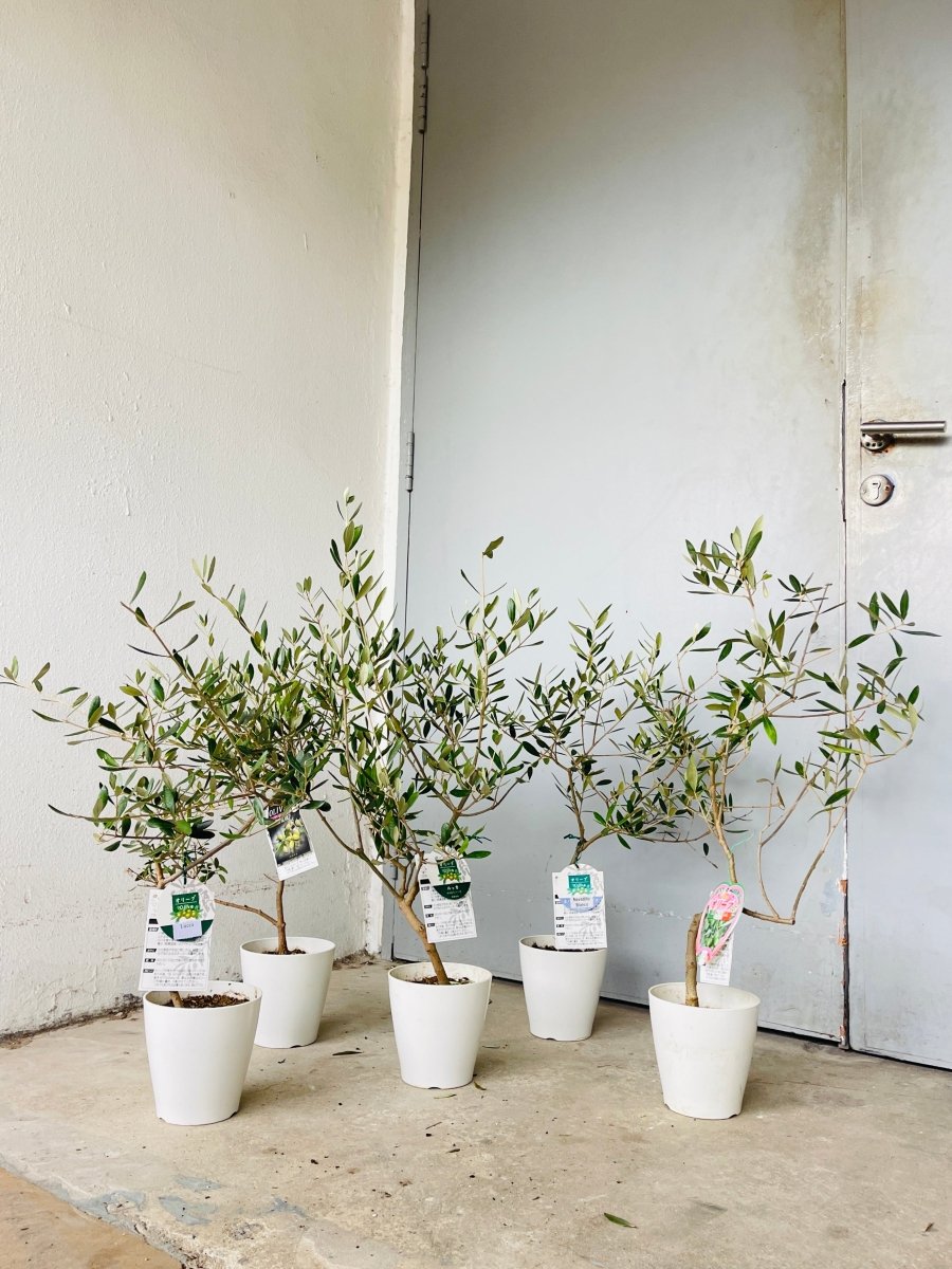 Olive Tree - Japan (.m) - Buy Potted plant Online Tumbleweed Olive Tree - Japan (.m) - Buy Potted plant Online Tumbleweed