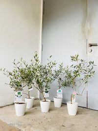 Olive Tree - Japan (0.6m) - grow pot - Potted plant - Tumbleweed Plants - Online Plant Delivery Singapore