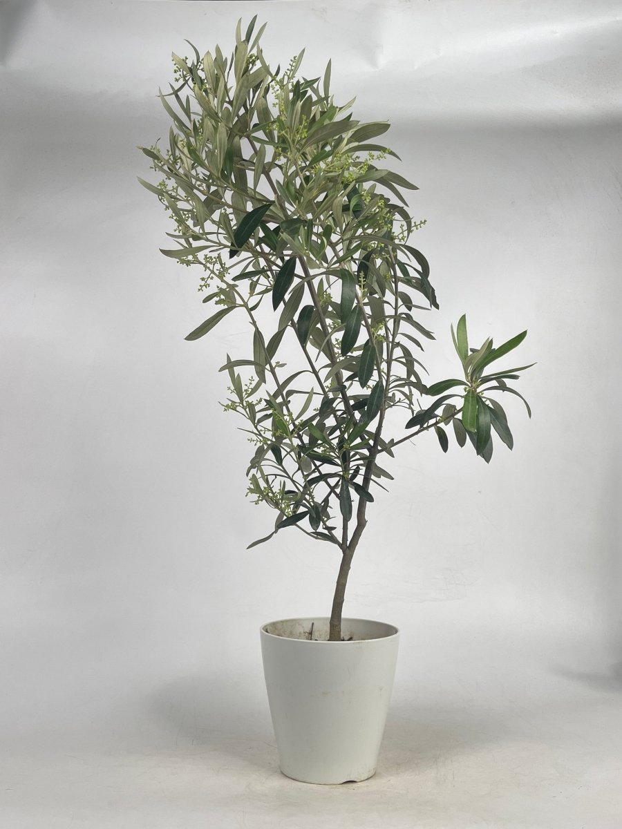 Olive Tree - Japan (0.6m) - grow pot - Potted plant - Tumbleweed Plants - Online Plant Delivery Singapore