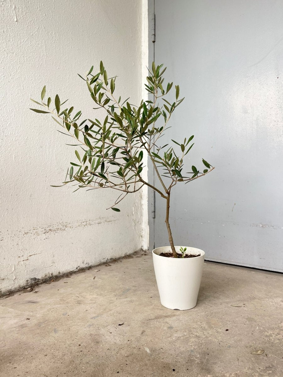 Olive Tree - Japan (0.7m)