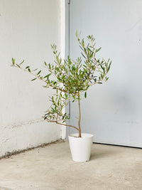 Olive Tree - Japan (0.6m) - grow pot - Potted plant - Tumbleweed Plants - Online Plant Delivery Singapore