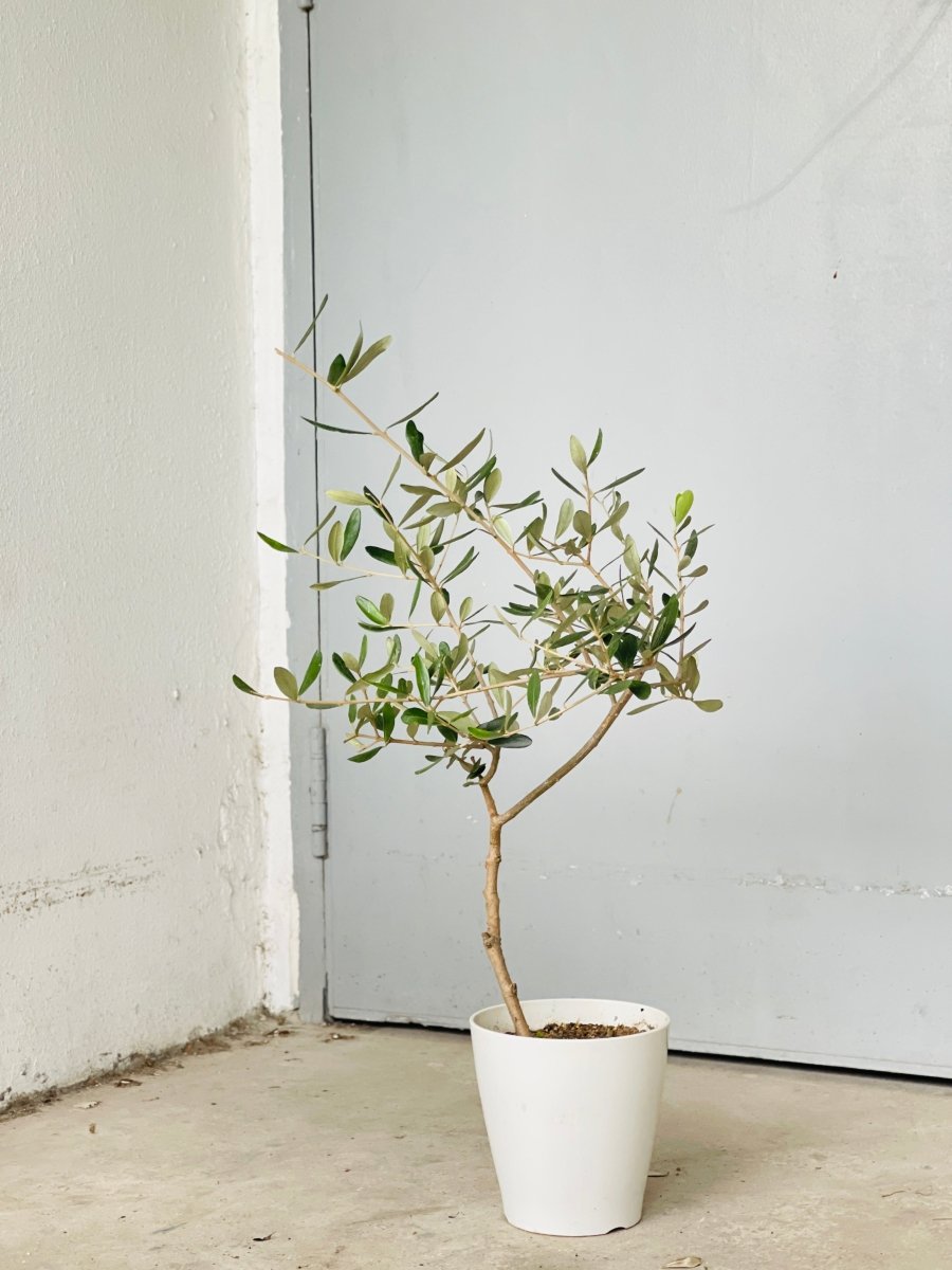 Olive Tree - Japan (0.6m) - grow pot - Potted plant - Tumbleweed Plants - Online Plant Delivery Singapore