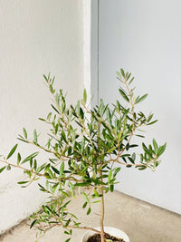 Olive Tree - Japan (0.7m)